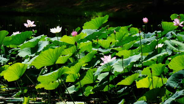 解锁东湖夏季狂欢，官方菜单带你玩转水陆空